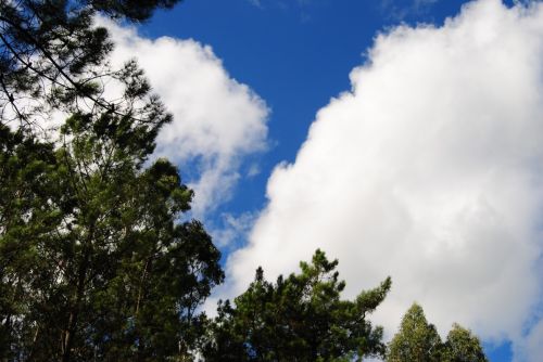 Fotografia de Dar�o Castro - Galeria Fotografica: fotos silvestres - Foto: 