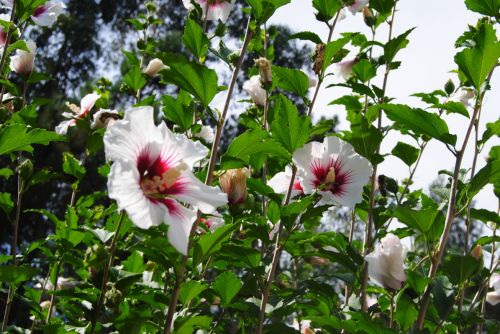 Fotografia de Daro Castro - Galeria Fotografica: fotos silvestres - Foto: 