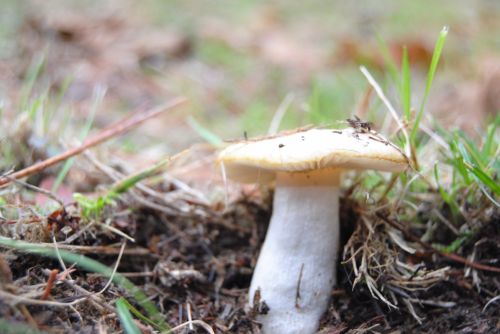 Fotografia de Dar�o Castro - Galeria Fotografica: fotos silvestres - Foto: 