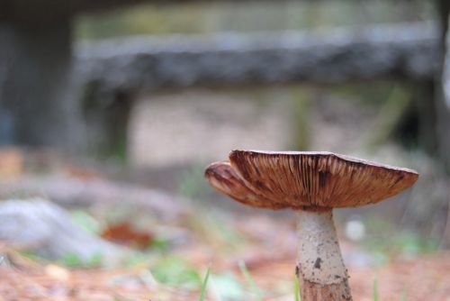 Fotografia de Dar�o Castro - Galeria Fotografica: fotos silvestres - Foto: 