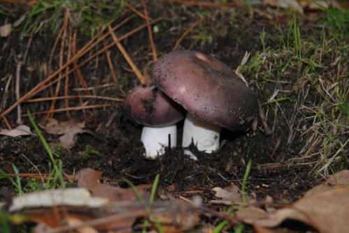 Fotografia de Dar�o Castro - Galeria Fotografica: fotos silvestres - Foto: 