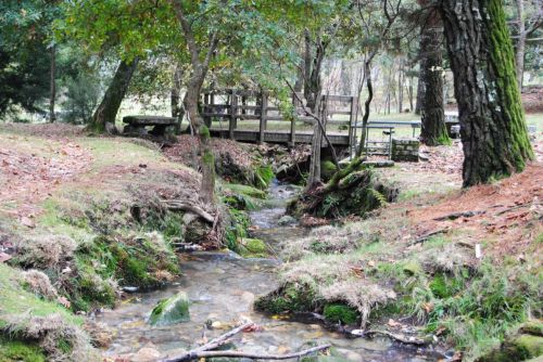 Fotografia de Dar�o Castro - Galeria Fotografica: fotos silvestres - Foto: 