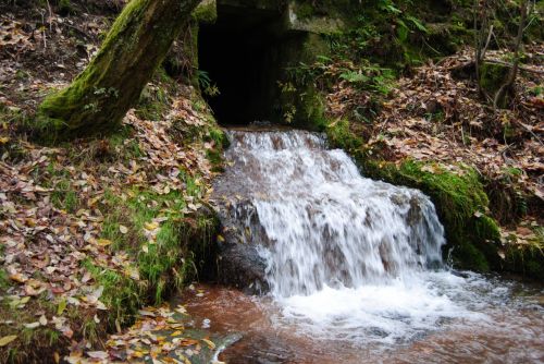 Fotografia de Dar�o Castro - Galeria Fotografica: fotos silvestres - Foto: 