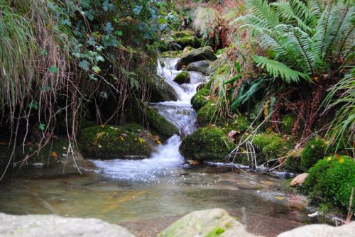 Fotografia de Dar�o Castro - Galeria Fotografica: fotos silvestres - Foto: 