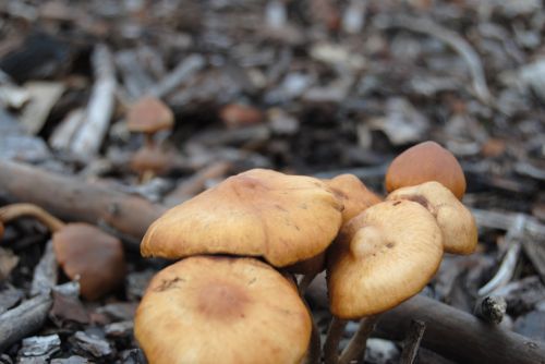 Fotografia de Dar�o Castro - Galeria Fotografica: fotos silvestres - Foto: 