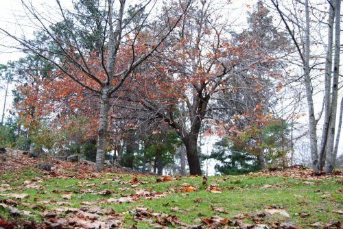 Fotografia de Dar�o Castro - Galeria Fotografica: fotos silvestres - Foto: 