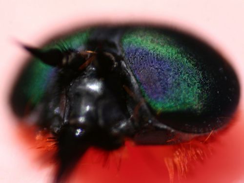 Fotografia de yael - Galeria Fotografica: macrofotografia viajera - Foto: 