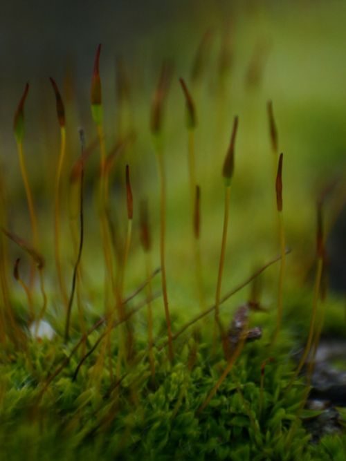 Fotografia de yael - Galeria Fotografica: macrofotografia viajera - Foto: 