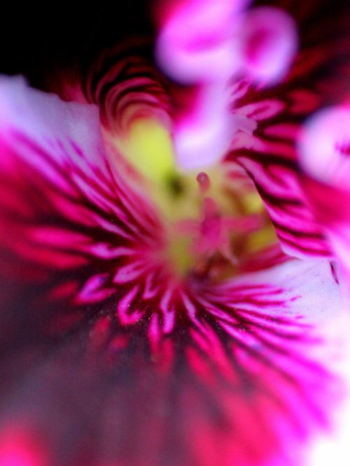 Fotografia de yael - Galeria Fotografica: macrofotografia viajera - Foto: 