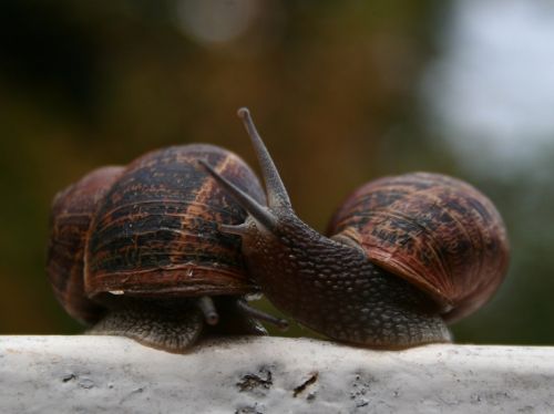 Fotografia de yael - Galeria Fotografica: macrofotografia viajera - Foto: 