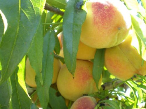 Fotografia de MARIA ANGELICA MARTIN - Galeria Fotografica: plantas y frutos - Foto: melocotones								