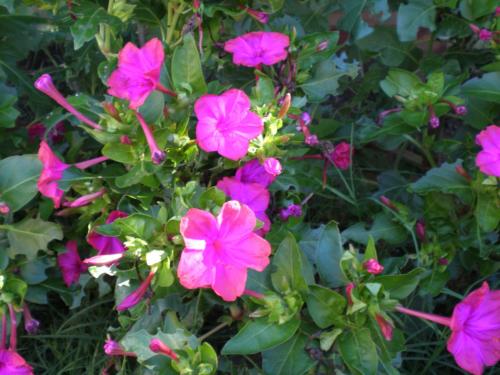 Fotografia de MARIA ANGELICA MARTIN - Galeria Fotografica: plantas y frutos - Foto: 	Dama de noche							