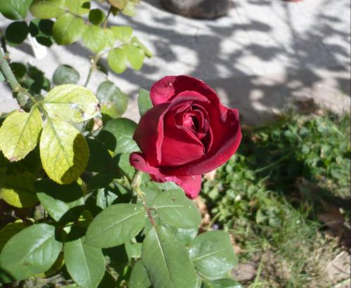 Fotografia de MARIA ANGELICA MARTIN - Galeria Fotografica: plantas y frutos - Foto: rosa roja								