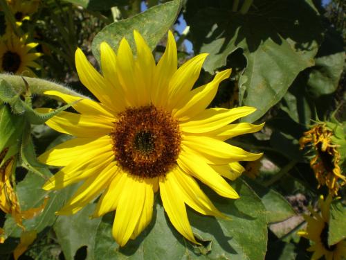 Fotografia de MARIA ANGELICA MARTIN - Galeria Fotografica: plantas y frutos - Foto: 	girasol							