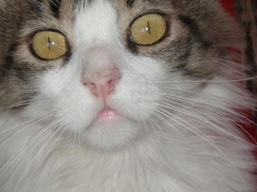 Fotografia de MARIA ANGELICA MARTIN - Galeria Fotografica: MIS MASCOTAS - Foto: yuyo y su mirada								