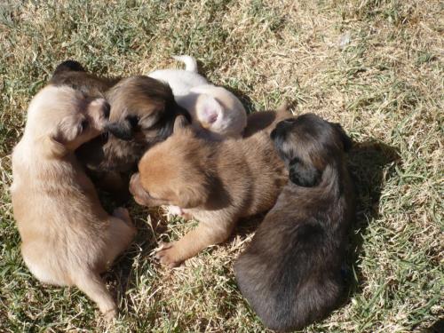 Fotografia de MARIA ANGELICA MARTIN - Galeria Fotografica: MIS MASCOTAS - Foto: 	hermanos							