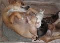 Fotos de MARIA ANGELICA MARTIN -  Foto: MIS MASCOTAS - 	dulcinea y sus cachorros							