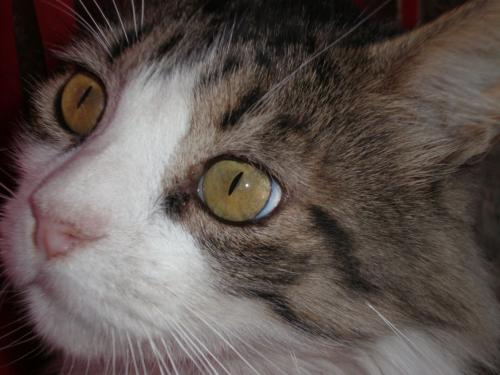 Fotografia de MARIA ANGELICA MARTIN - Galeria Fotografica: MIS MASCOTAS - Foto: yuyo pensando								