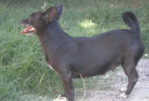 Fotografia de MARIA ANGELICA MARTIN - Galeria Fotografica: MIS MASCOTAS - Foto: 	dulce rosita							