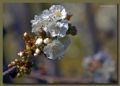 Fotos de ZORTON34 -  Foto: FLORES - Cerezo en flor 6