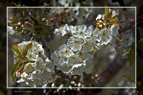 Fotos mas valoradas » Foto de ZORTON34 - Galería: FLORES - Fotografía: Cerezo en flor 7