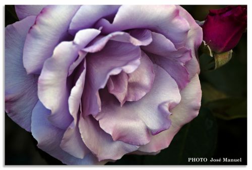 Fotografia de ZORTON34 - Galeria Fotografica: FLORES - Foto: ROSA 6