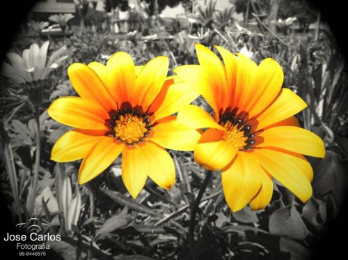 Fotografia de ZiggO - Galeria Fotografica: FOTOGRAFIA POR AQUI Y TAMBIEN POR ALLA - Foto: 