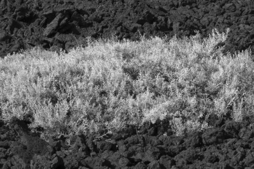 Fotografia de Rubn Martn - Galeria Fotografica: Imgenes textuales. - Foto: Erupcin cutnea.