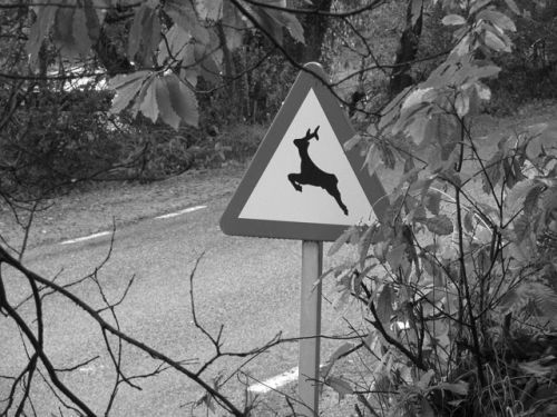 Fotografia de Rubn Martn - Galeria Fotografica: Imgenes textuales. - Foto: Al acecho.