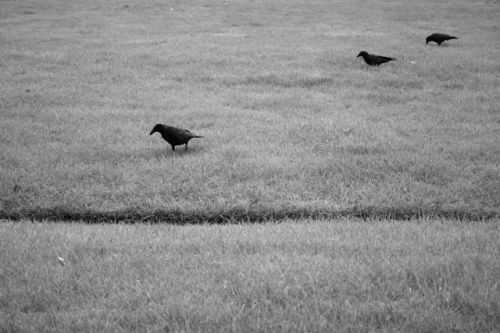 Fotografia de Rubn Martn - Galeria Fotografica: Imgenes textuales. - Foto: Peinando el terreno.