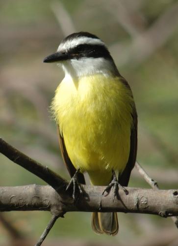 Fotografia de EFG - Galeria Fotografica: Aves - Foto: 
