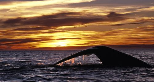 Fotografia de Joseba A. Bontigui - Galeria Fotografica: Ballenas franca - Foto: Baha de Puerto Piramide