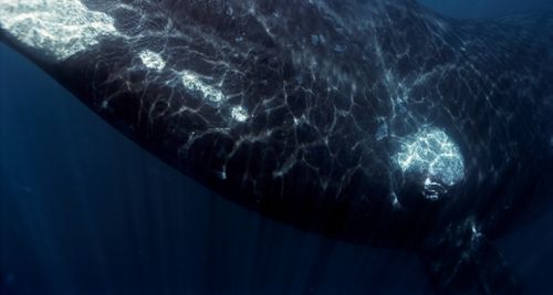 Fotografia de Joseba A. Bontigui - Galeria Fotografica: Ballenas franca - Foto: Ballena franca asutral