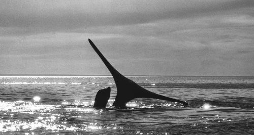 Fotografia de Joseba A. Bontigui - Galeria Fotografica: Ballenas franca - Foto: 