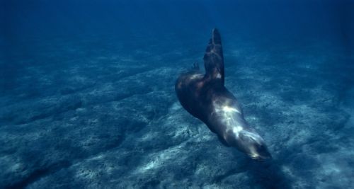 Fotografia de Joseba A. Bontigui - Galeria Fotografica: Lobos marinos - Foto: Lobo marino de un pelo
