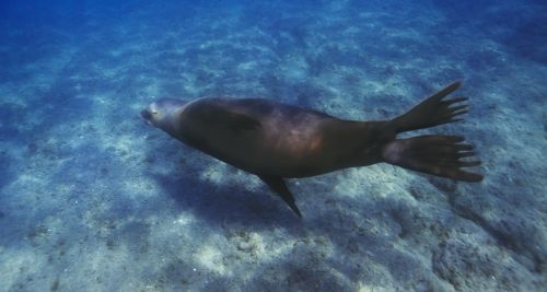 Fotografia de Joseba A. Bontigui - Galeria Fotografica: Lobos marinos - Foto: 