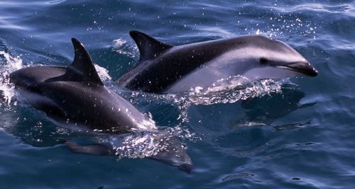 Fotografia de Joseba A. Bontigui - Galeria Fotografica: Delfin de Fitz Roy - Foto: Delfin oscuro o de FitzRoy