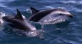 Fotos de Joseba A. Bontigui -  Foto: Delfin de Fitz Roy - Delfin oscuro o de FitzRoy