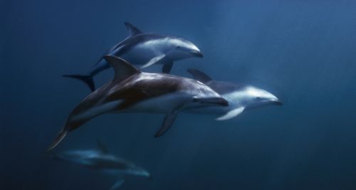 Fotografia de Joseba A. Bontigui - Galeria Fotografica: Delfin de Fitz Roy - Foto: 