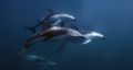 Fotos de Joseba A. Bontigui -  Foto: Delfin de Fitz Roy - 