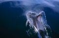 Fotos de Joseba A. Bontigui -  Foto: Delfin de Fitz Roy - 
