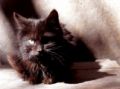 Fotos de Rebe -  Foto: Varias - Gato Negro