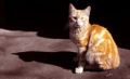 Foto de  Rebe - Galería: Varias - Fotografía: El gato y su sombra