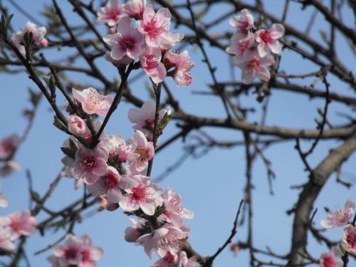Fotografia de Rebe - Galeria Fotografica: Varias - Foto: Aires de primavera