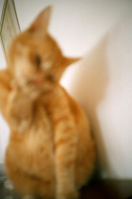 Fotografia de StudioWEBER - Galeria Fotografica: Lomography - Foto: 