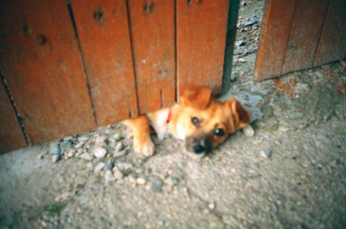 Fotografia de StudioWEBER - Galeria Fotografica: Lomography - Foto: 