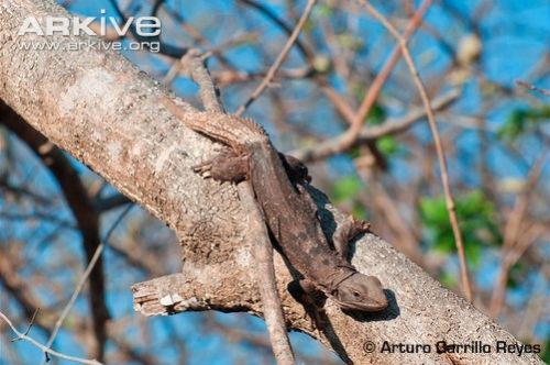 Fotografia de Arturo Carrillo Reyes - Galeria Fotografica: Especie en peligro de extincin, Iguana cola espinosa - Foto: 