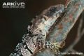 Fotos de Arturo Carrillo Reyes -  Foto: Especie en peligro de extincin, Iguana cola espinosa - 