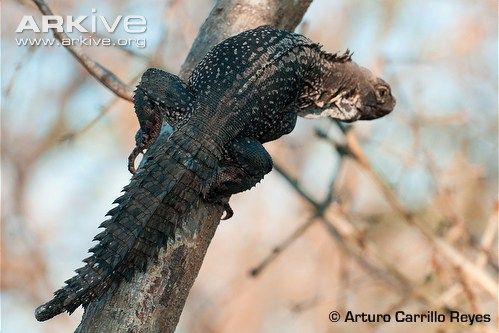 Fotografia de Arturo Carrillo Reyes - Galeria Fotografica: Especie en peligro de extincin, Iguana cola espinosa - Foto: 