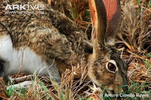 Fotografia de Arturo Carrillo Reyes - Galeria Fotografica: Especie en peligro de extinci�n, liebre de Tehuantepec - Foto: 
